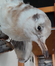 Wunderschöne ausgestopfte