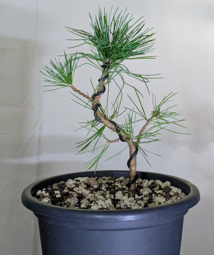 Bonsai nadelbaum eingetopft - nadelbaum,