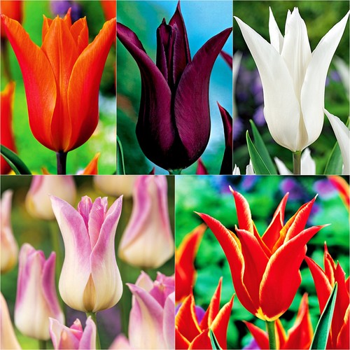 Tulpen blumenzwiebeln zwiebeln - blumenzwiebeln,