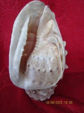 Große sehr schöne Muschel Schnecke Lampe ca.30cm
