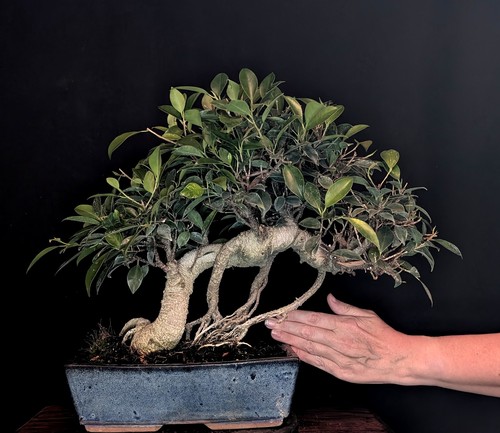 Bonsai chinesische feige - bonsai,