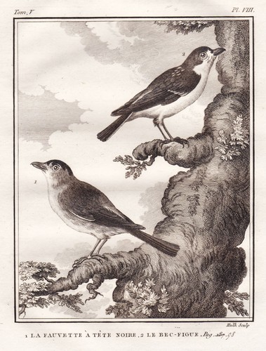 Fauvette vögel birds vogel - fauvette,