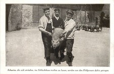 WW1 - Schlachthaus Schweine