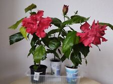 Hibiscus rosa sinensis alte