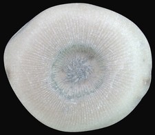 Silur  Schlotheimophyllum patellatum  Rugose Koralle Stenkirkehuk Gotland  W35-9