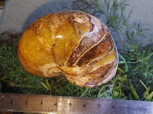 Fossilien sammlung - fossilien,,