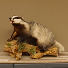 Dachs mit offenem Fang auf