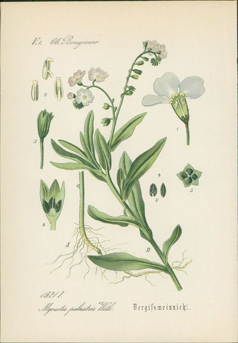 Chromolithographie - ,