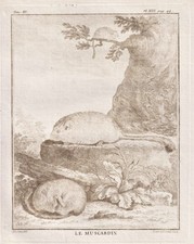 Haselmaus hazel dormouse