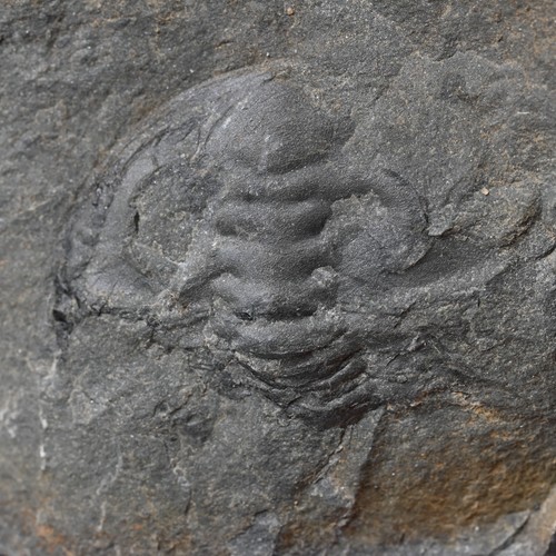 Selten kambrium trilobit - kambrium,