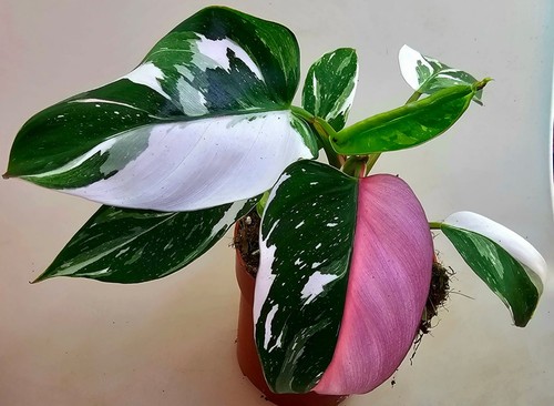 Schöne philodendron white - schöne,