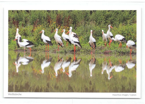 Postkarte weißstörche - postkarte,
