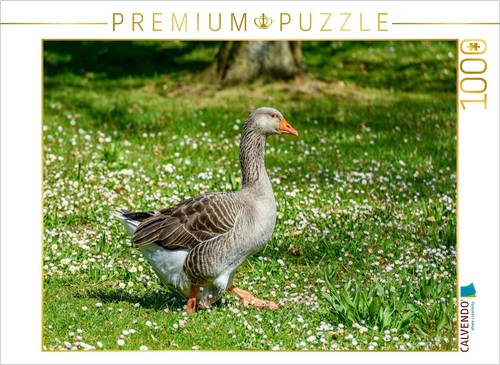 Calvendo puzzle graugans - calvendo, |