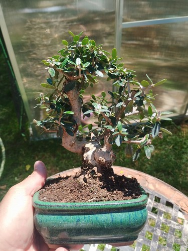 Bonsai olea europaea - bonsai,