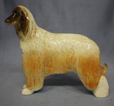 Afghane windhund hund - windhund,