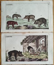 Schwein Wildschwein 3 Kupferstiche - Wilhelm Naturgeschichte - 1800 (B)