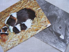 Postkarte Ansichtskarte alt Tiere Sammlung Maus Nordafrika Meerschweinchen DDR