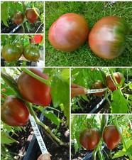 Brad`s Black Heart dunkel Fleischtomate 2 m bis 300-800 g 