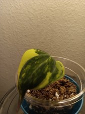 Philodendron Micans Variegated