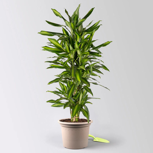 Duftender drachenbaum - duftender,