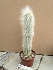 Cremnocereus  albispinus, kakteen sukkulenten kaktus