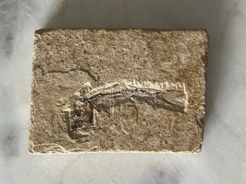 Fossil versteinerung 52g tier - fossil,