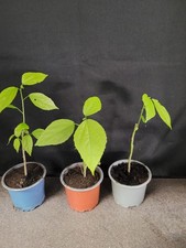  Hibiskus Malvaviscus arboreus