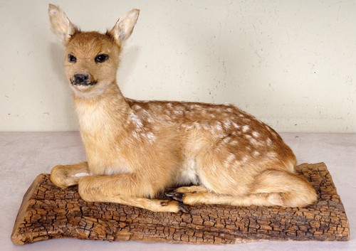Schönes rehkitz fawn - schönes,