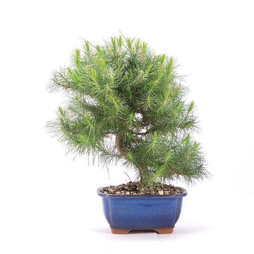 Bonsai aleppo kiefer pinus - aleppo-kiefer, 'pinus