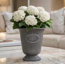 Amphore Pokal Blumentopf