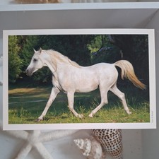 Pferdepostkarte AK Pferd Korsch Vollblut-Araber 05/2009