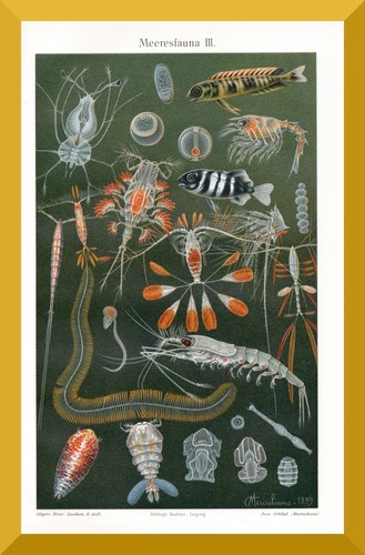 Meeresfauna 120 jahre - jahre, alte