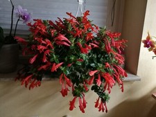 Aeschynanthus 2 unbew. Stecklinge, Zimmerpflanze,Saintpaulia, Episcia pflegel.