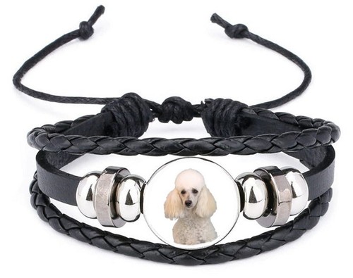 Pudel hund schwarzes - pudel,