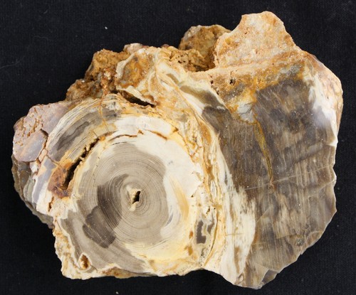Versteinertes holz aus - holz,