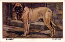 Künstler Ak Stokes, G. Vernon, Mastiff, Hundeportrait - 10499505