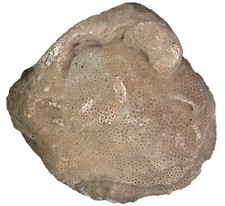 Silur  Heliolites porosus