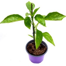 Block-Paprika "Beluga-Red"