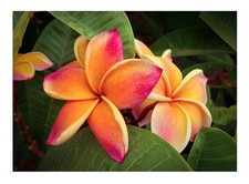 3x Plumeria Apricot Beauty