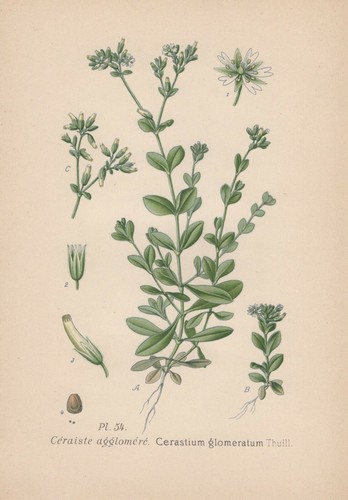 Knäuel hornkraut cerastium - knäuel-hornkraut, (cerastium