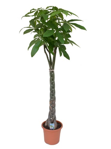 Pachira aquatica