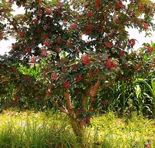 Szechuan Pfeffer Pflanze Pfefferstrauch Zanthoxylum piperitum   -20 Grad