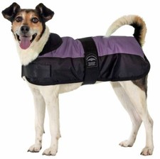 Karlie Eisbär Antarctica