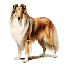3x Sticker Long Hair Collie