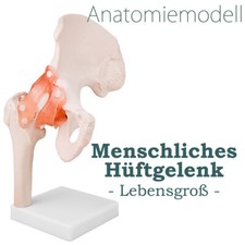 Anatomiemodell Anatomie