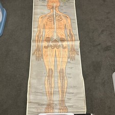 Plakat lehrtafel schulwandbild - plakat,