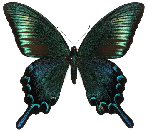 Papilio dehaanii tokaraensis - dehaanii,