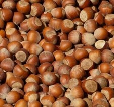 FRISCHE Haselnüsse 2025