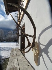 Starkes Hirschgeweih Hirsch