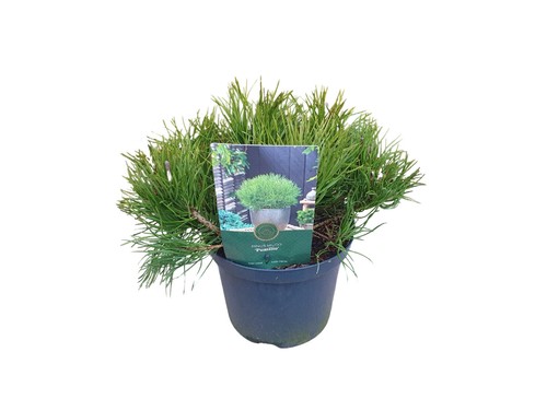 Zwerg kiefer pinus - zwerg-kiefer, mugo